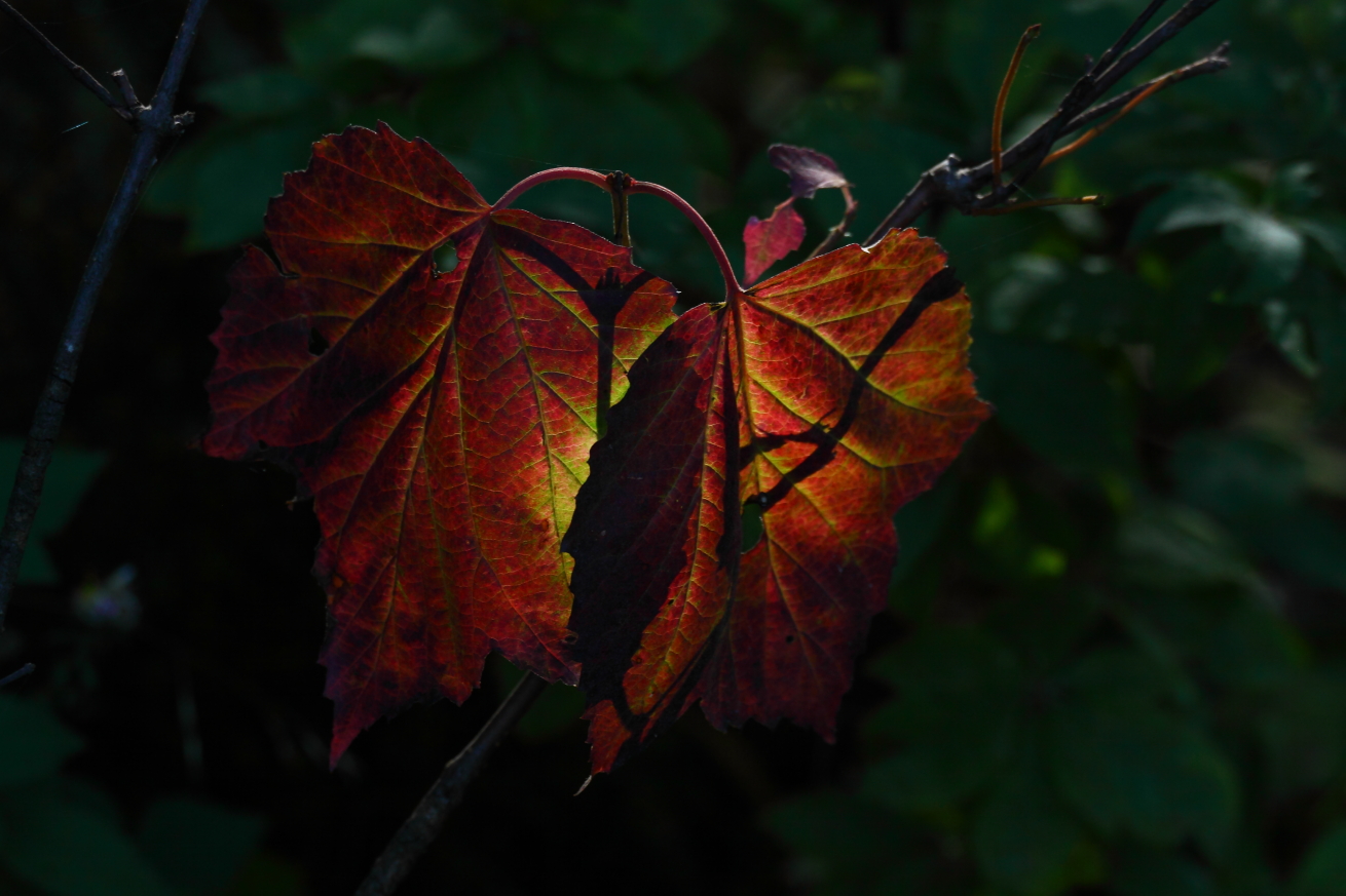 2014 09 03 HTP 84545e